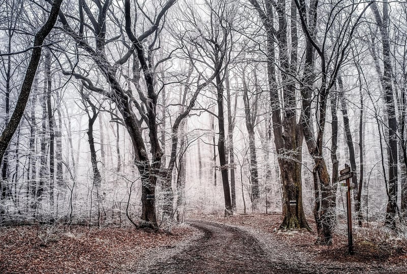 Enchanted Forest